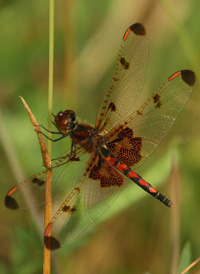 Calico Pennant